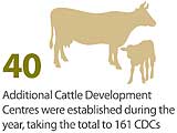 40 Additional Cattle Development Centres were established during the year, taking the total to 161 CDCs